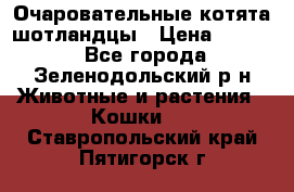 Очаровательные котята шотландцы › Цена ­ 2 000 - Все города, Зеленодольский р-н Животные и растения » Кошки   . Ставропольский край,Пятигорск г.